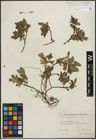 Foto von Salix kitaibeliana Willd.